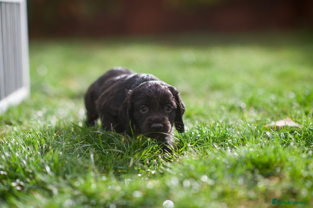 Cocker Spaniel dogs for sale: KC Reg – Fully Health Tested – Working Cocker Pups - Image 32
