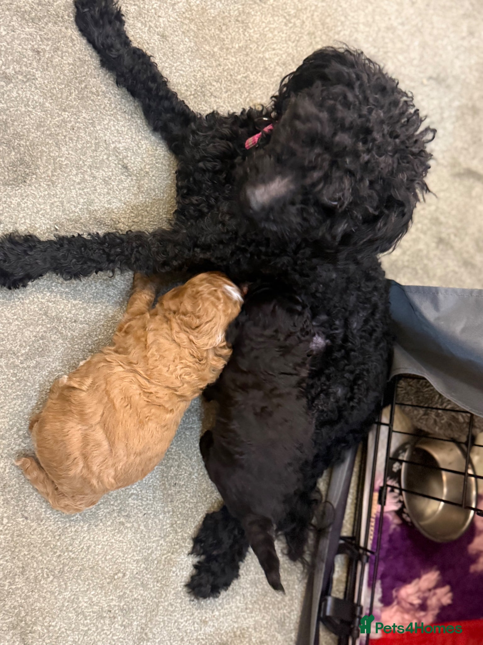 Mixed Breed dogs 5*health tested miniature Australian labradoodles  - Advert 2