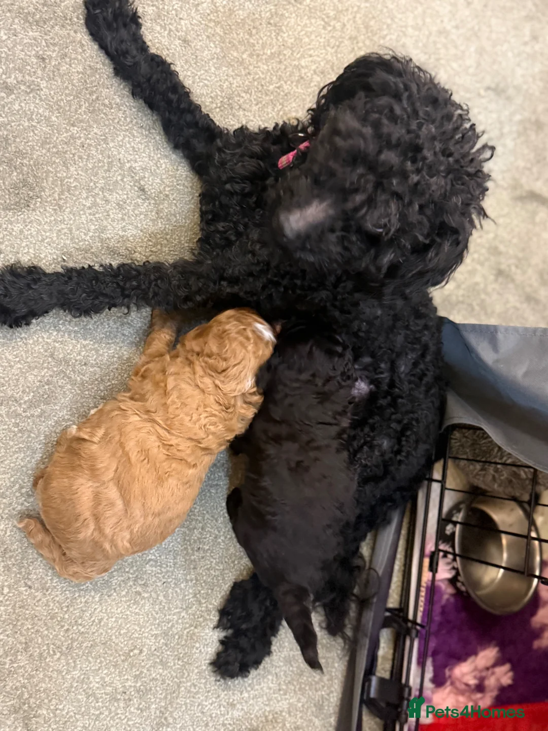 Mixed Breed dogs for sale: 5*health tested miniature Australian labradoodles  in Manchester - Advert 2