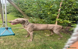 Weimaraner dogs for sale: Quality Weimaraner Puppies - Image 21