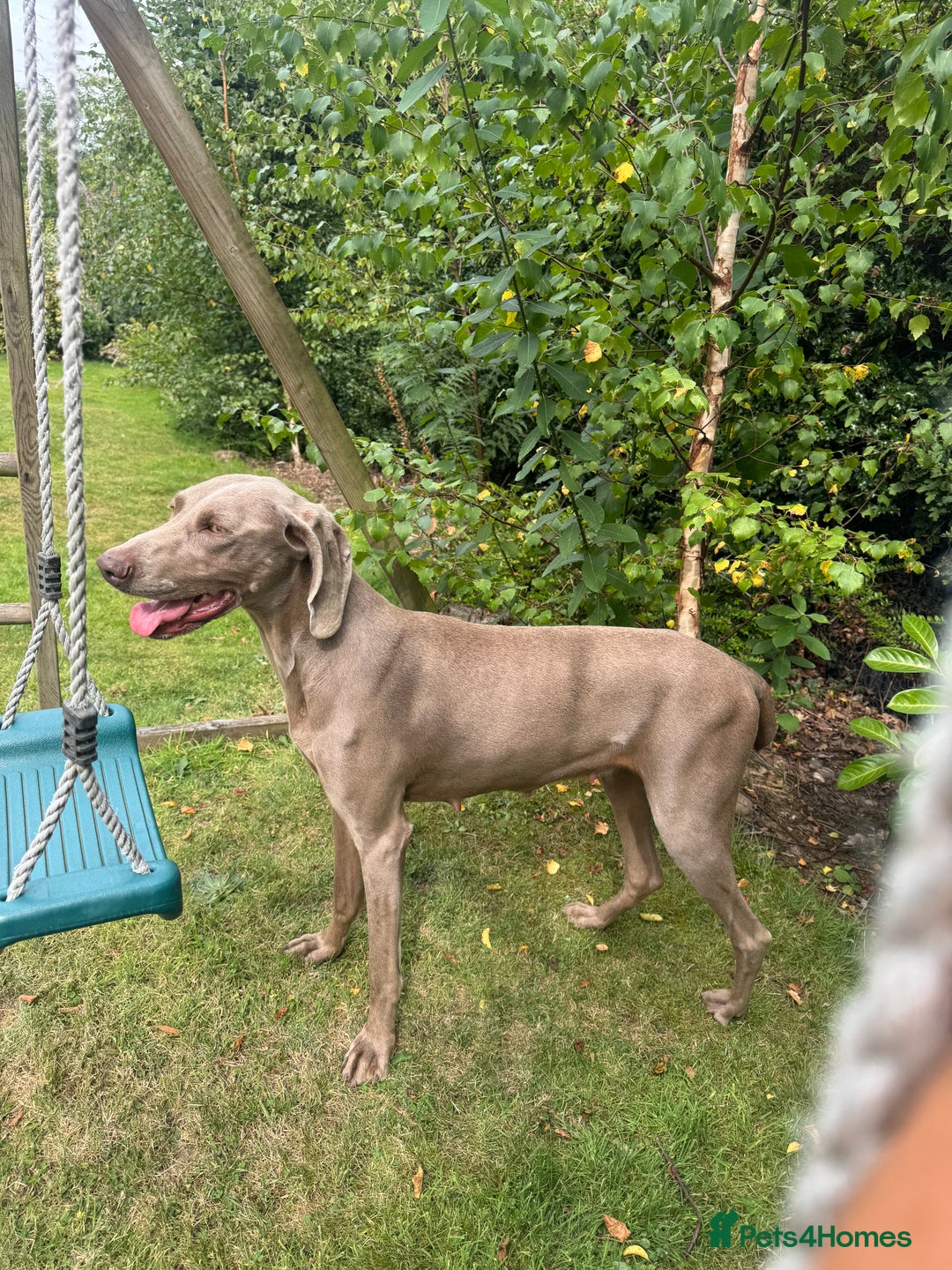 Weimaraner dogs for sale: Quality Weimaraner Puppies - Image 21