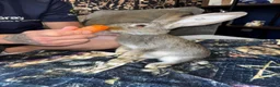 Continental Giant rabbits for sale: GIANTS carriers of the VN gene - Advert 5