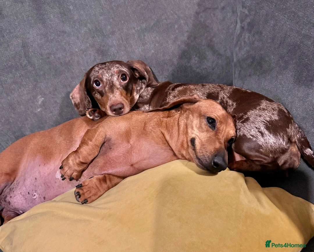 Miniature Dachshund dogs for sale: Two miniature dachshunds looking for a new home in Brighton - Advert 2