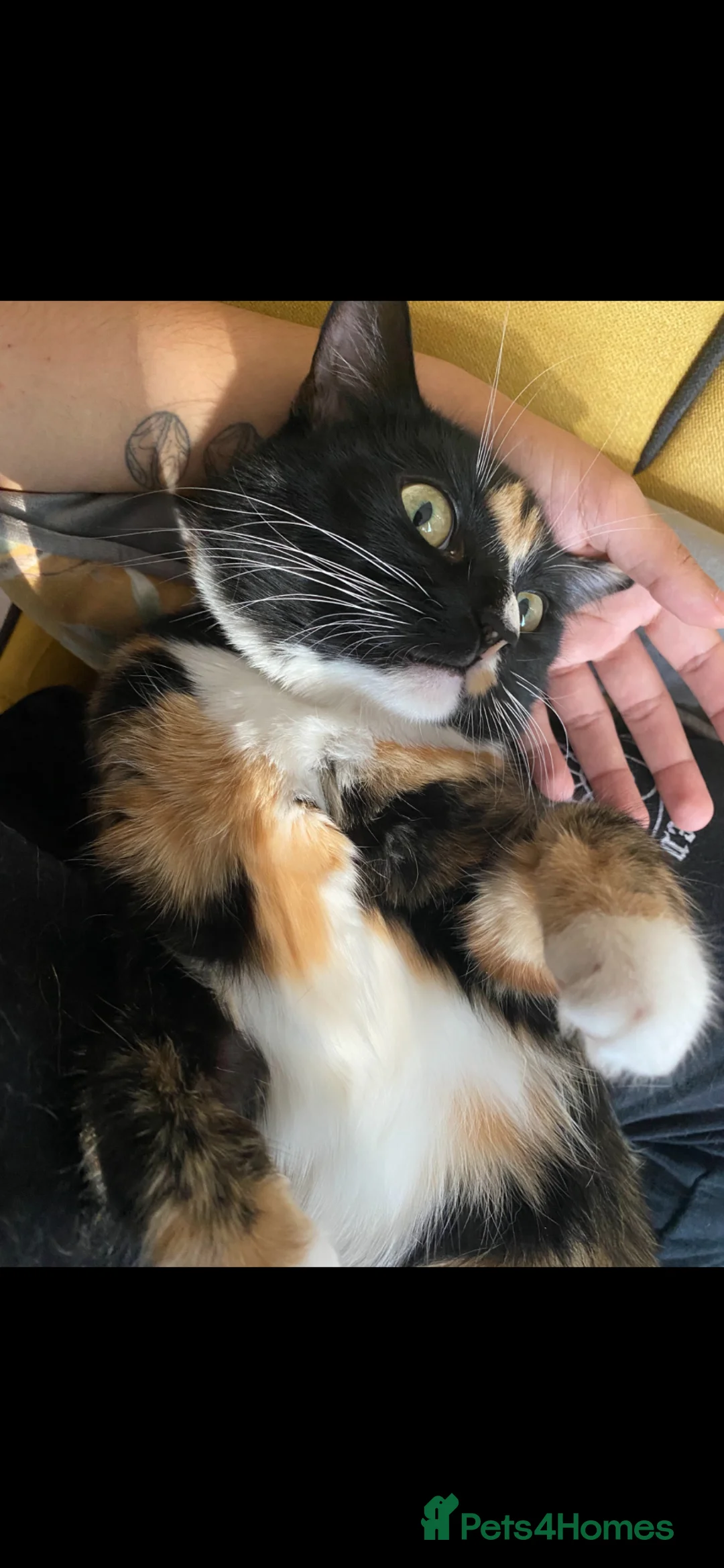 British Shorthair cats for sale: Calico cat - Appa  in Sutton - Advert 9