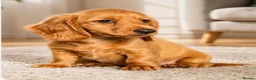 Dachshund dogs for sale: Gorgeous long haired miniature dachshund puppies  - Advert 2