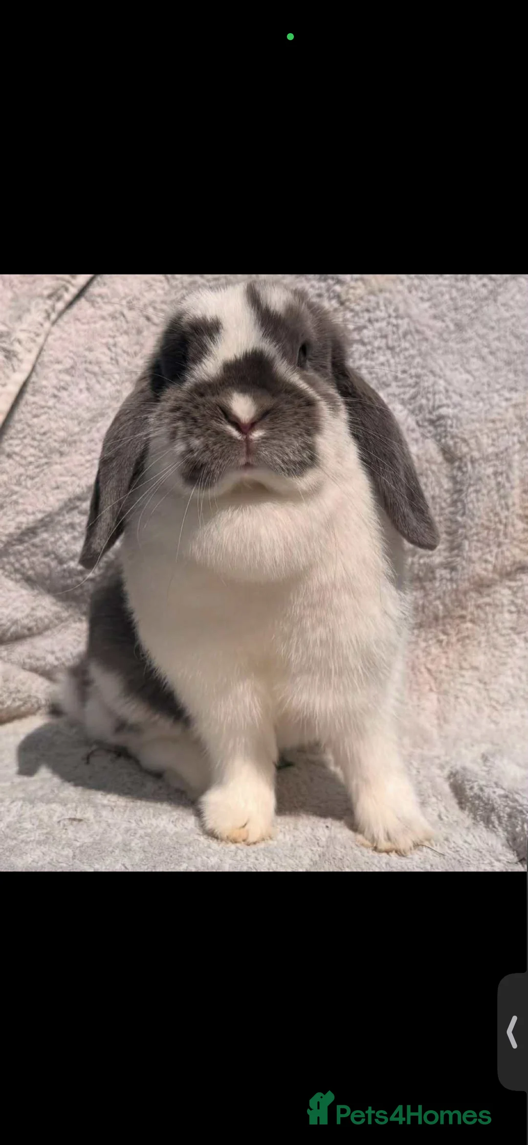 Mini Lop rabbits for sale: Mini lop babies  - Advert 2