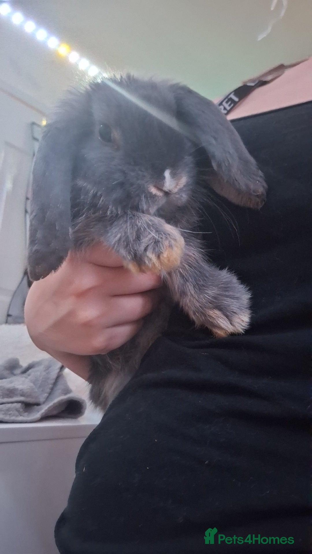 Mini Lop rabbits for sale: 6 beautiful mini lops, 3 girls 3 boys - Advert 9