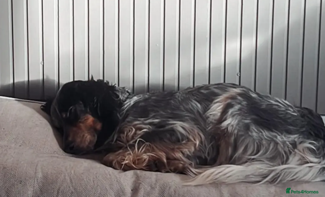 English Setter dogs for adoption: Lister (now Albie) - Image 6