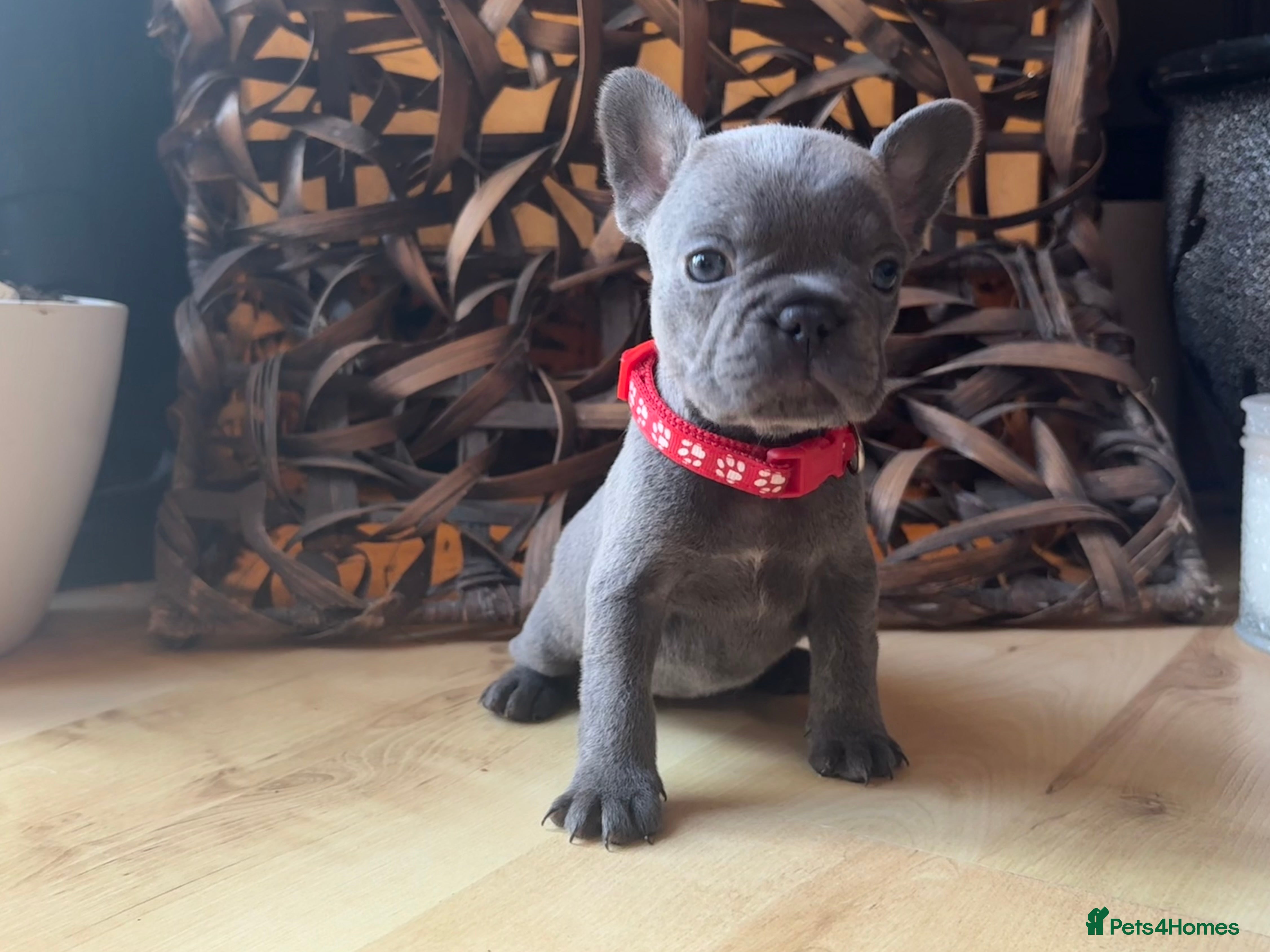 French Bulldog dogs One beautiful girl left!! - Advert 3