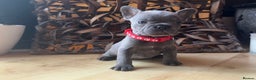 French Bulldog dogs for sale: READY NOW Pedigree New shade Isabella’s and Lilacs - Advert 7