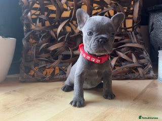 French Bulldog dogs One beautiful girl left!! - Advert 2