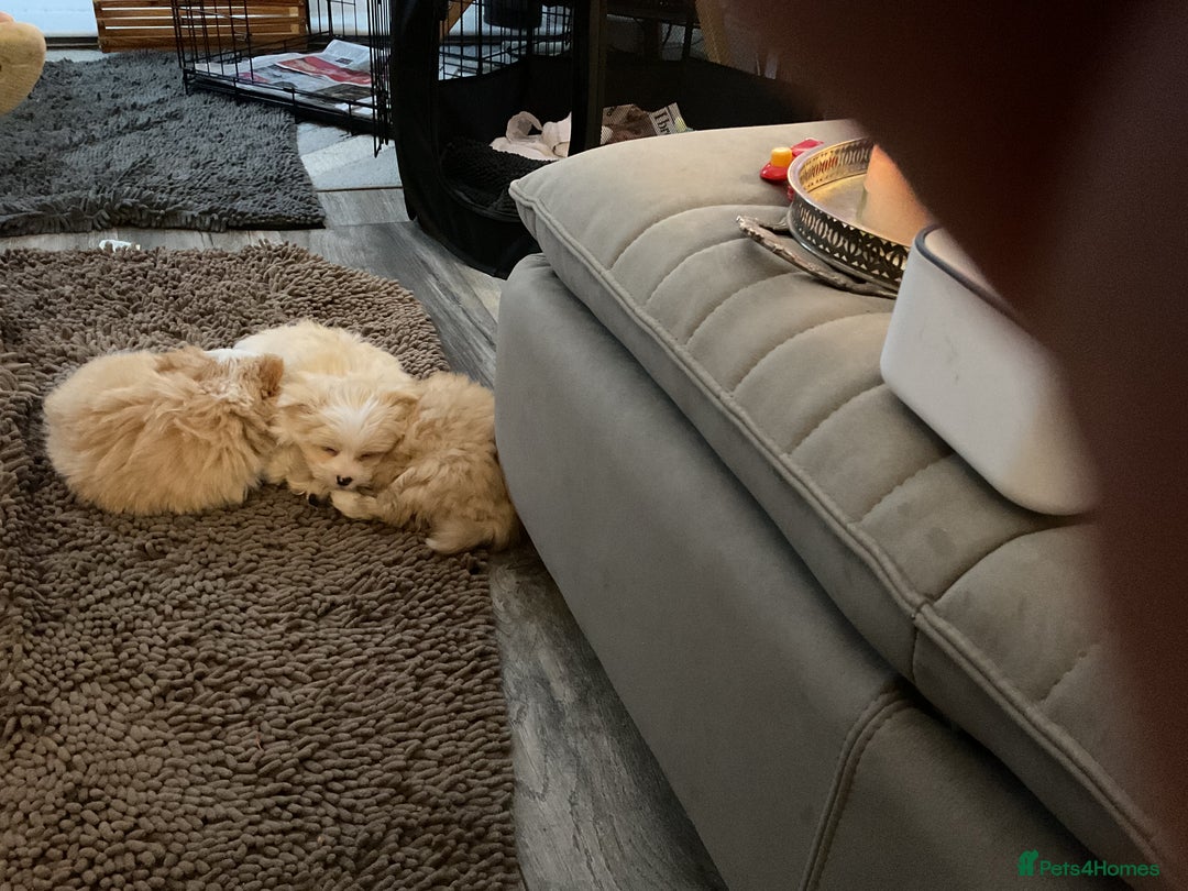 Mixed Breed dogs for sale: Malti-Pom Puppies - £1200 - Advert 25
