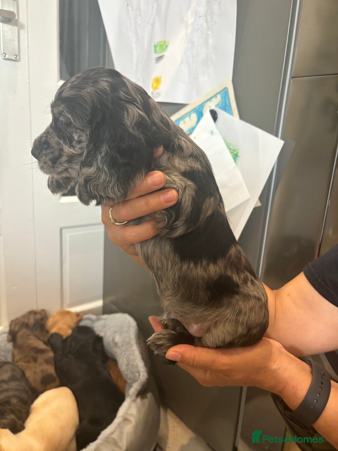 Cocker Spaniel dogs for sale: Cute show type very rare colours dna health tested - Image 7