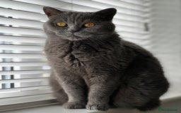 British Shorthair cats for sale: Beautiful female adult cat looking for new home - Image 5