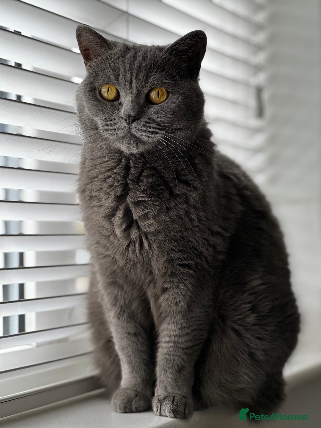 British Shorthair cats for sale: Beautiful female adult cat looking for new home - Image 5