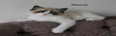 Ragdoll 3