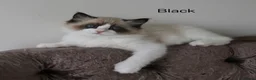Ragdoll cats for sale: TICA Registered Ragdoll Kittens - Advert 6