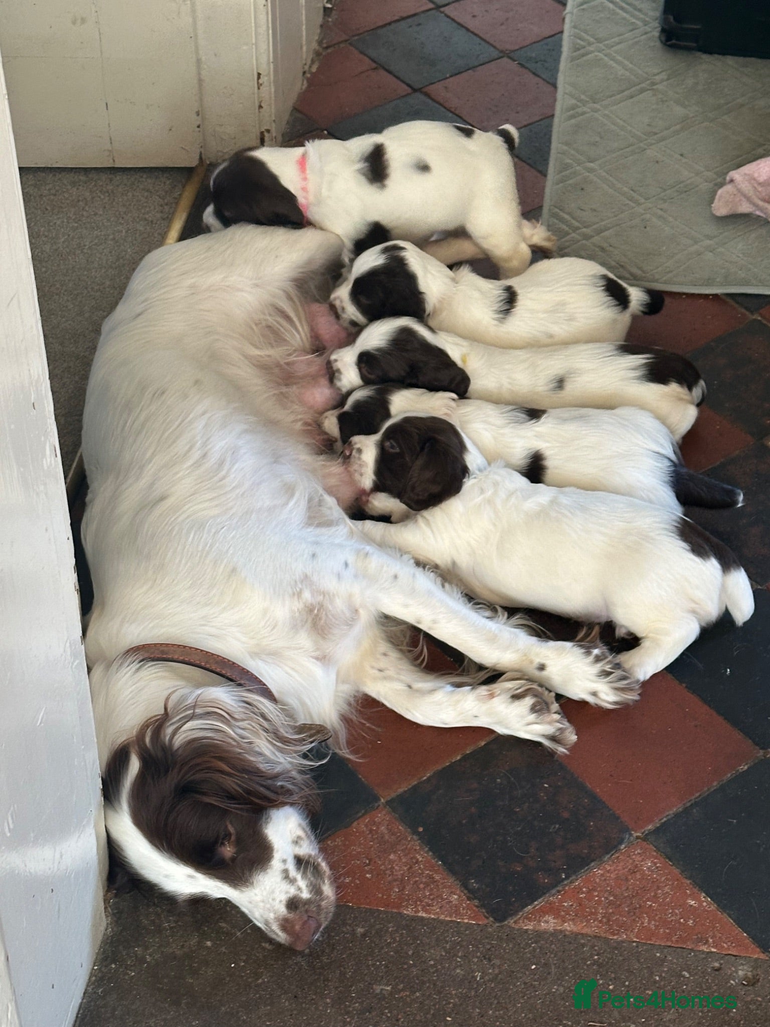English Springer Spaniel dogs Kc reg English springer spaniels, working lines - Advert 2