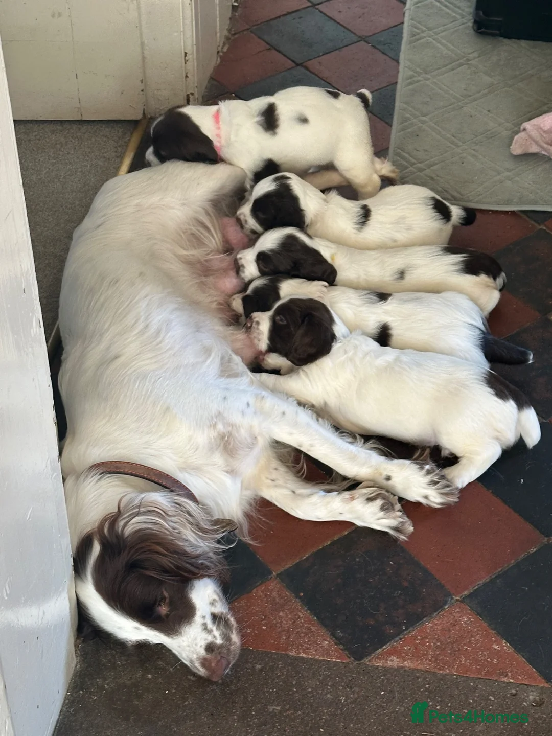 English Springer Spaniel dogs for sale: Kc reg English springer spaniels, working lines in Nottingham - Advert 2