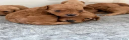 Cavapoo dogs for sale: F1B Cavapoo Puppies  in London - Advert 10