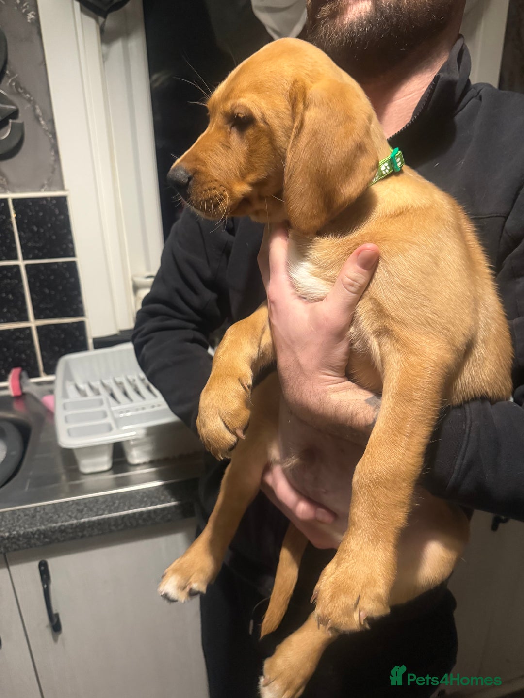 Labrador Retriever dogs for sale: Labradors ready to leave now!! - Advert 3