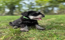 Miniature Schnauzer dogs for sale: Superb mini schnauzer, extensively health tested - Image 3