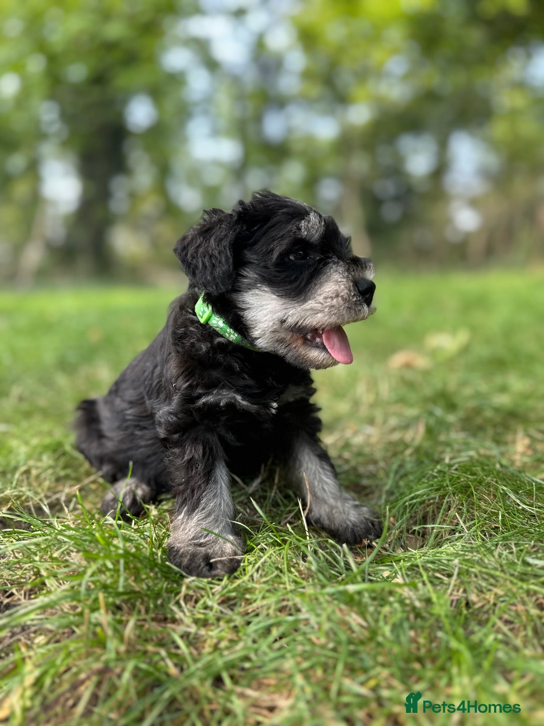 Miniature Schnauzer dogs for sale: Superb mini schnauzer, extensively health tested - Image 3