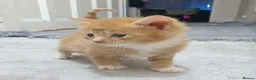 Mixed Breed cats for sale: 3 kittens for sale - Advert 2