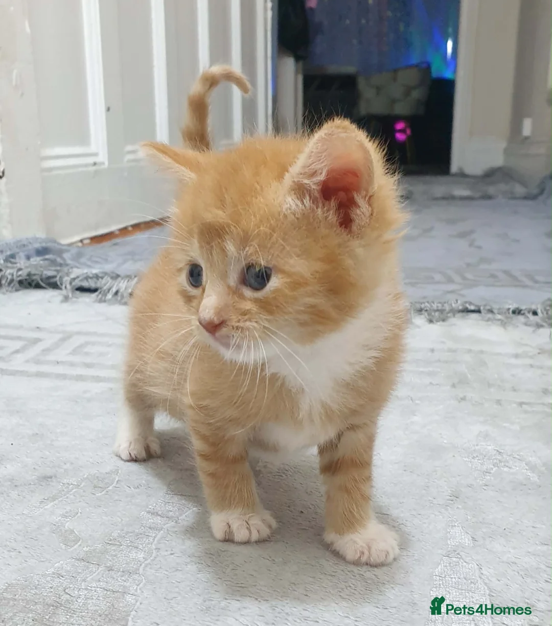 Mixed Breed cats for sale: 3 kittens for sale - Advert 2