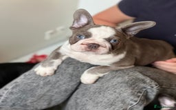 French Bulldog dogs for sale: French Bulldog Puppies  - Image 8