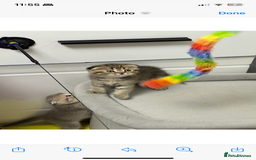 Scottish Fold cats for sale: Lovely kitten Highland delivery only Scotland Xx - Image 3