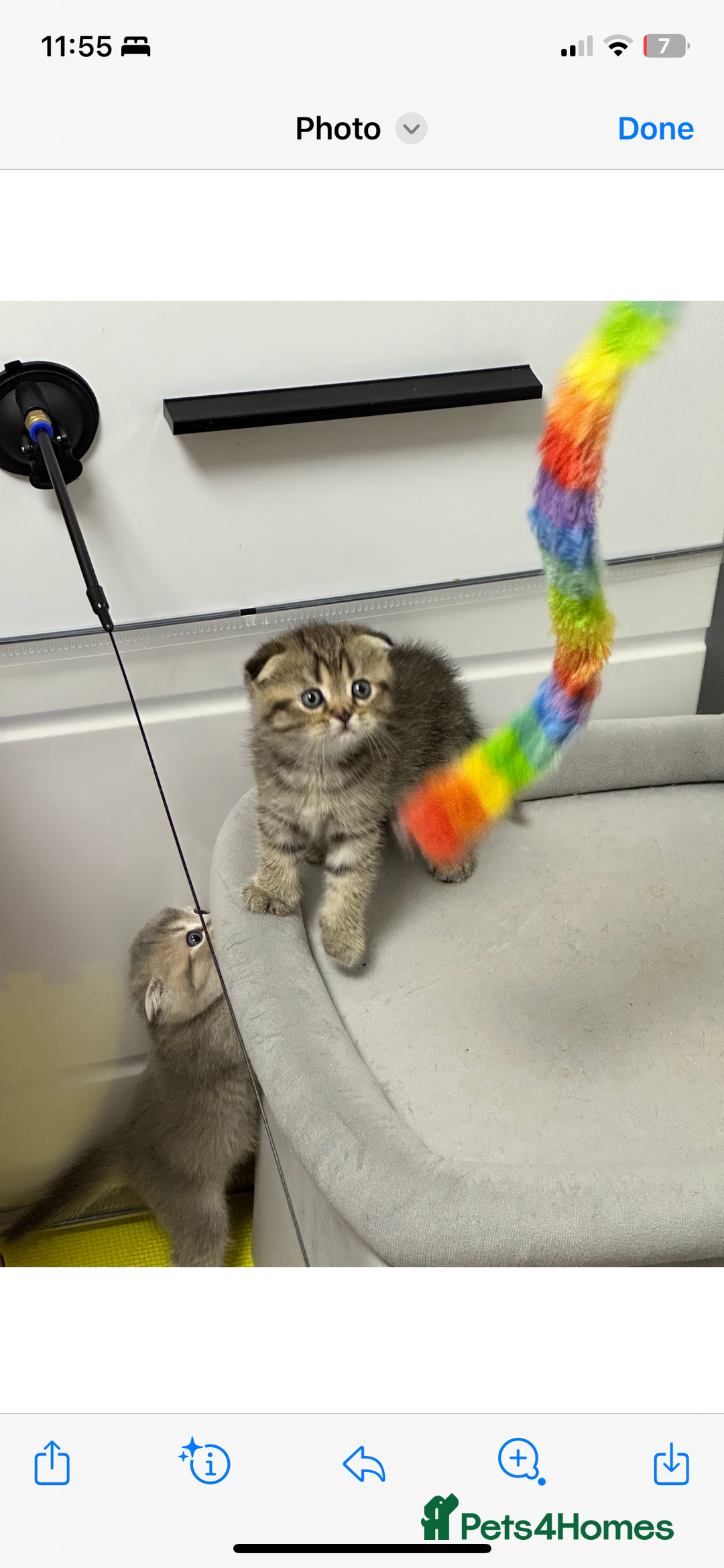Scottish Fold cats for sale: Lovely kitten Highland delivery only Scotland Xx - Image 3