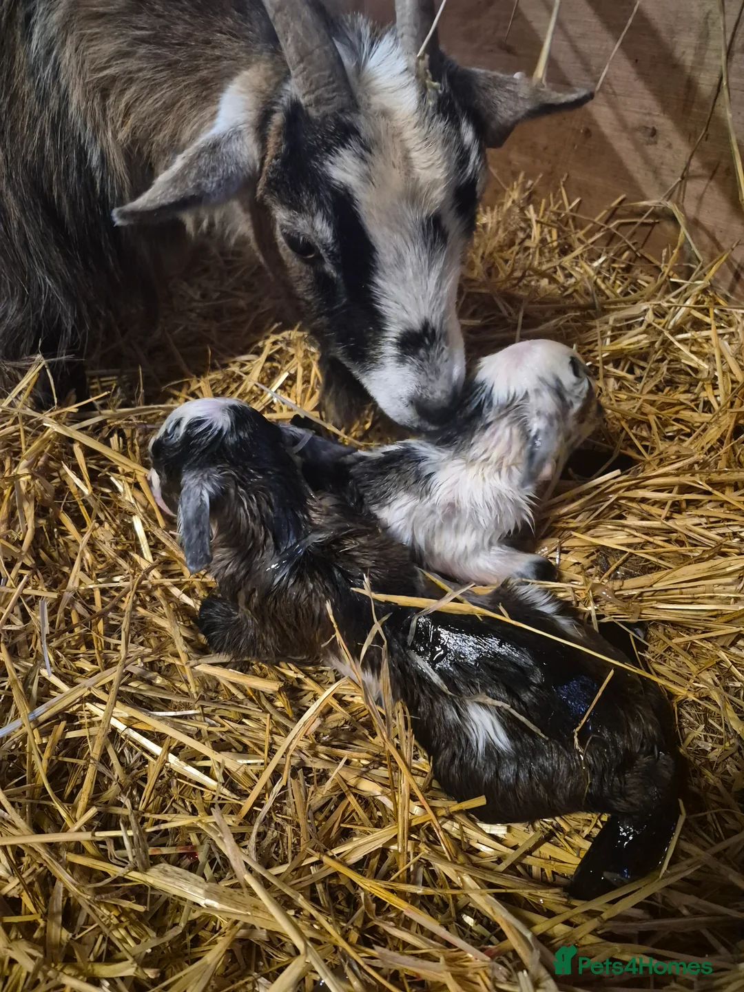 Goats livestock for sale: Stunning pygmy goat kids - Advert 6
