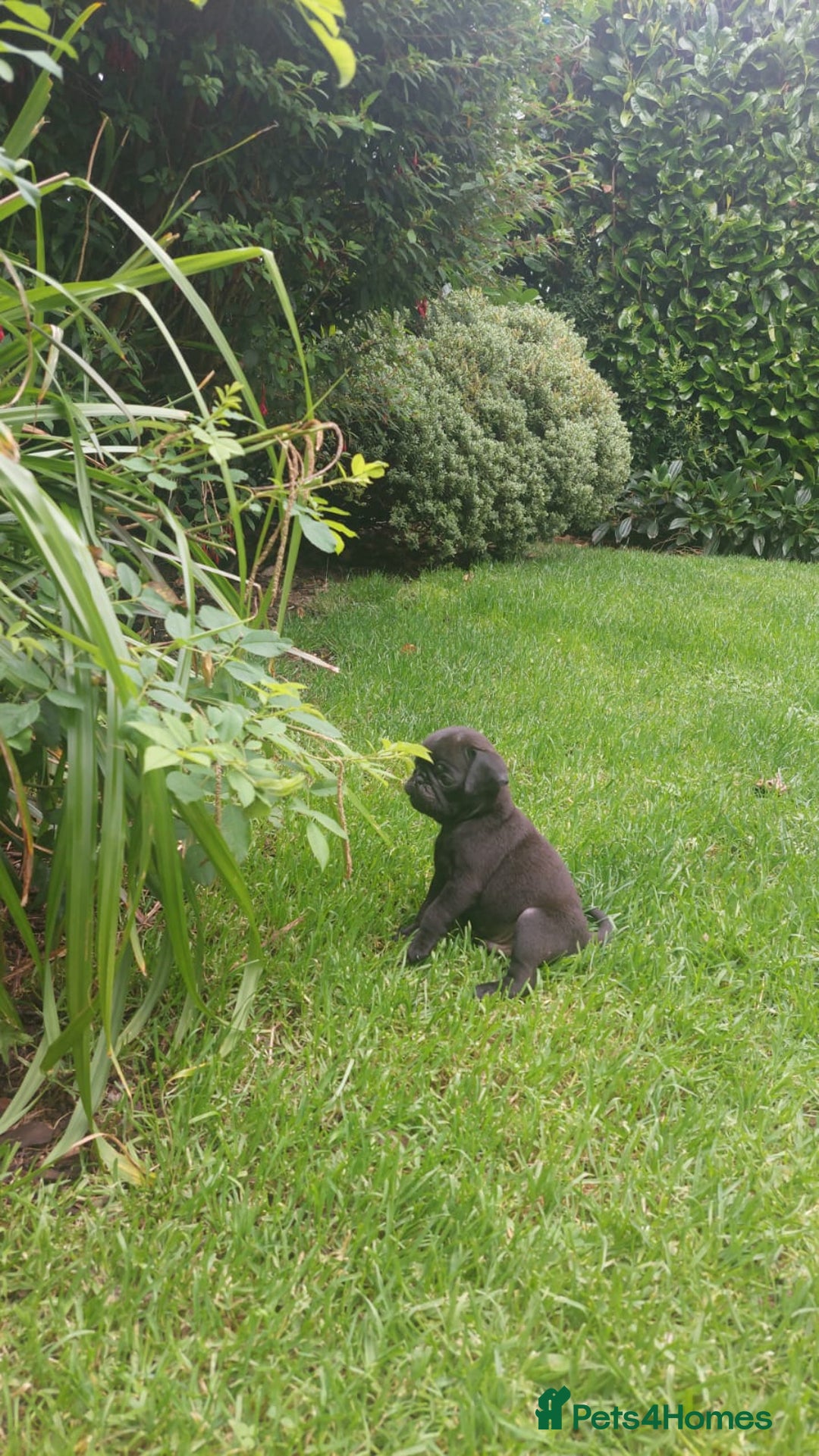 Pug dogs for sale: Pure pugs  - Image 4