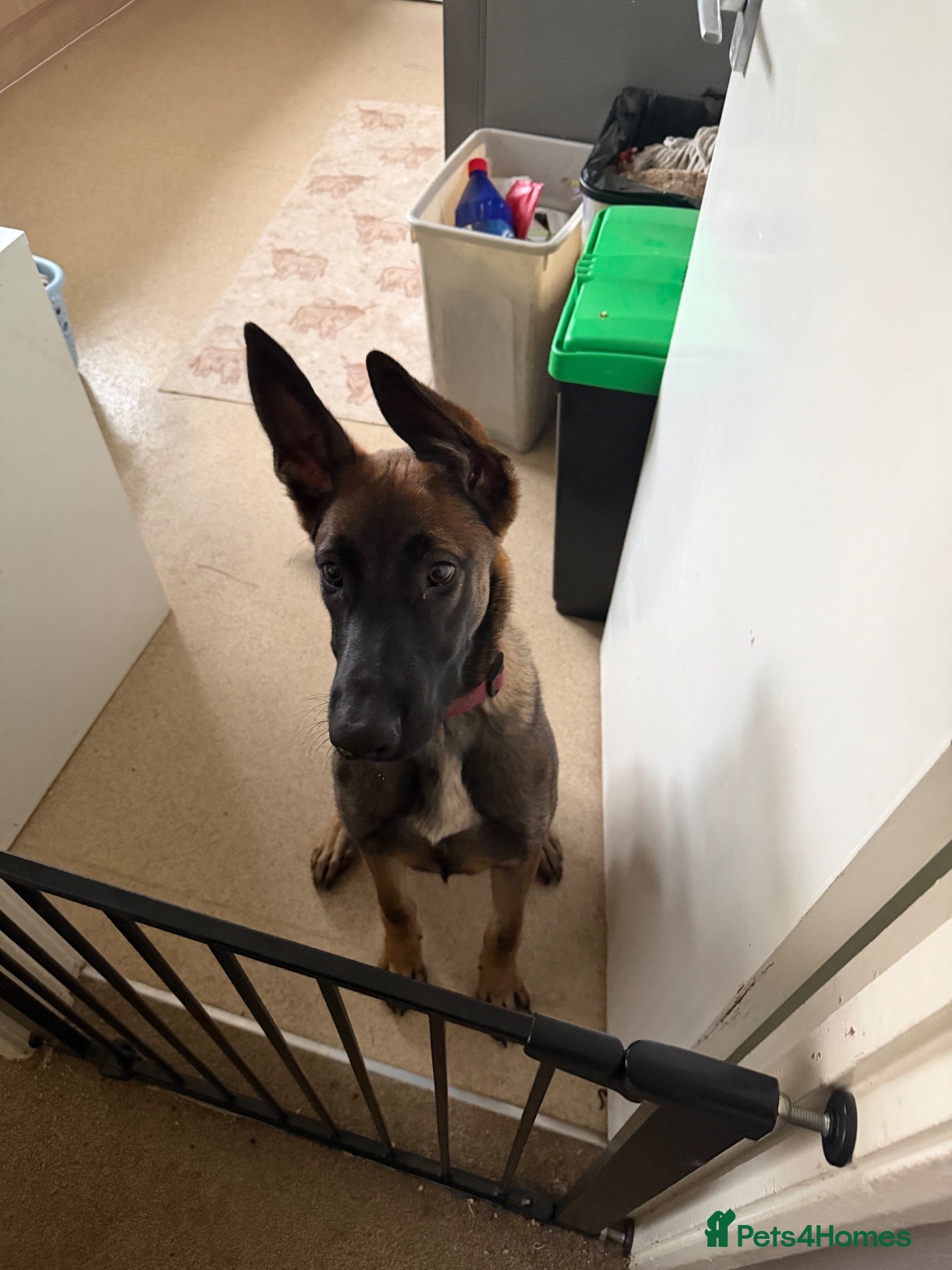 Belgian Shepherd Dog dogs for sale: 6 month old male belgian malinois - Advert 14