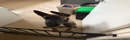 Belgian Shepherd Dog dogs for sale: 6 month old male belgian malinois in Warminster - Advert 1