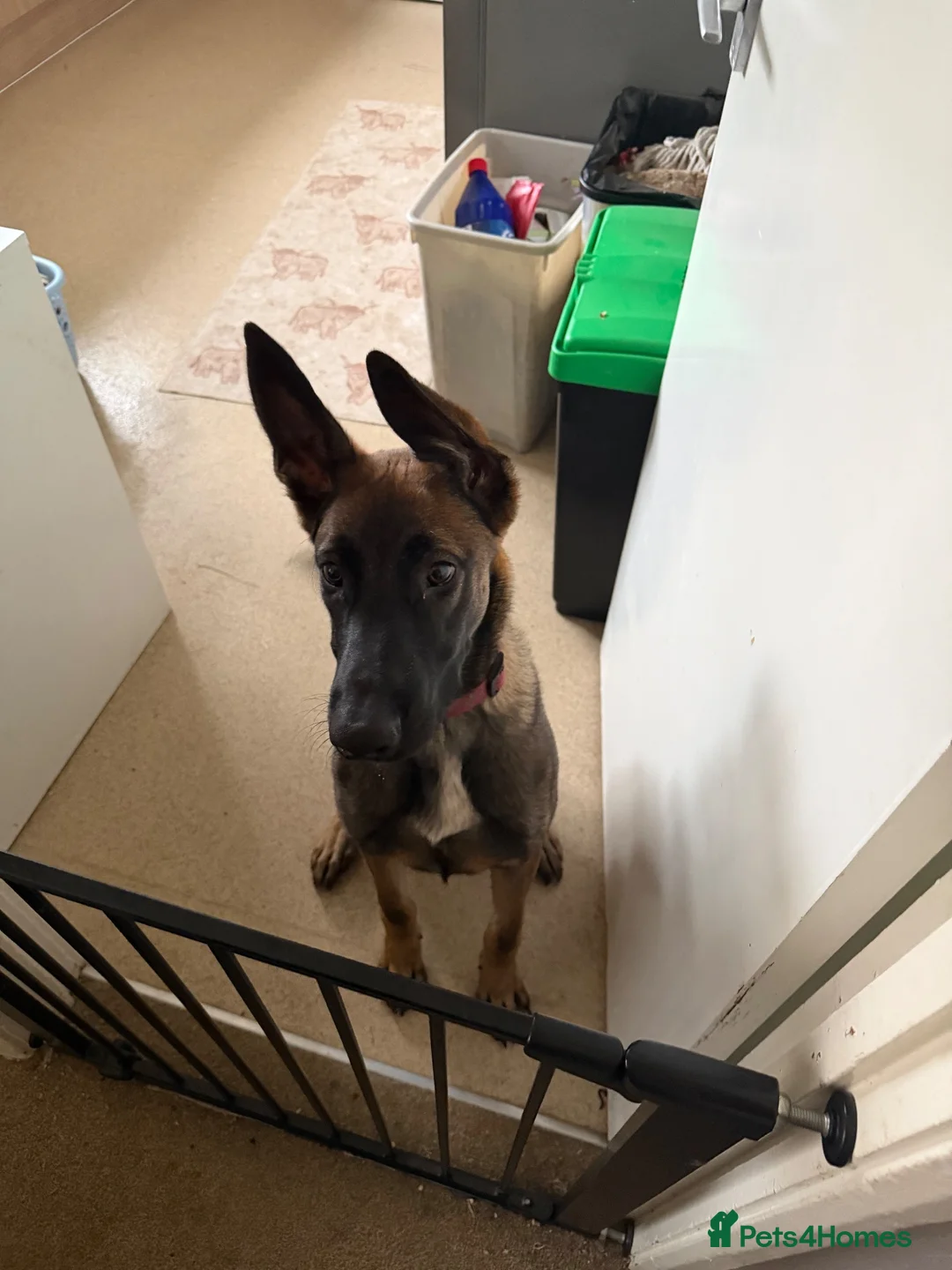 Belgian Shepherd Dog dogs for sale: 6 month old male belgian malinois in Warminster - Advert 1