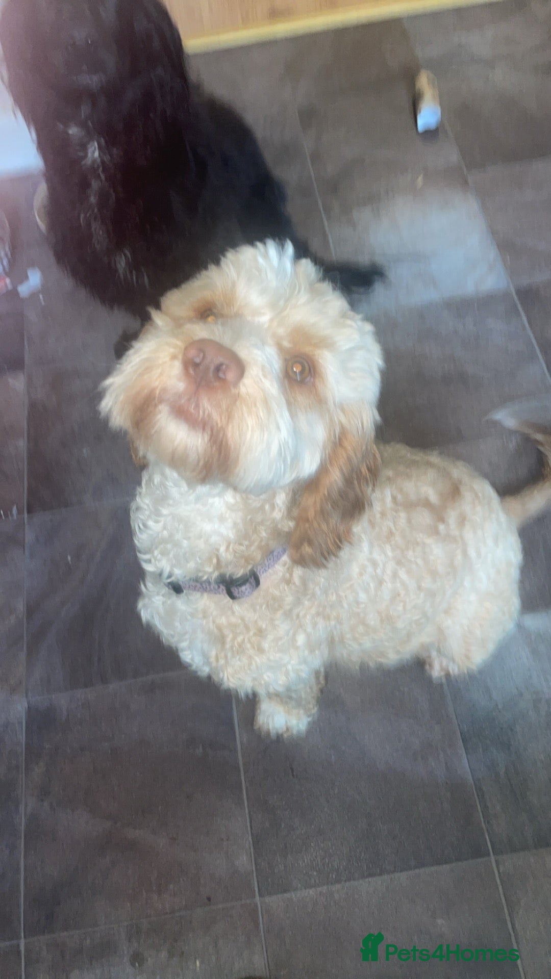 Cockapoo dogs Ophelia (Philly)  - Advert 1