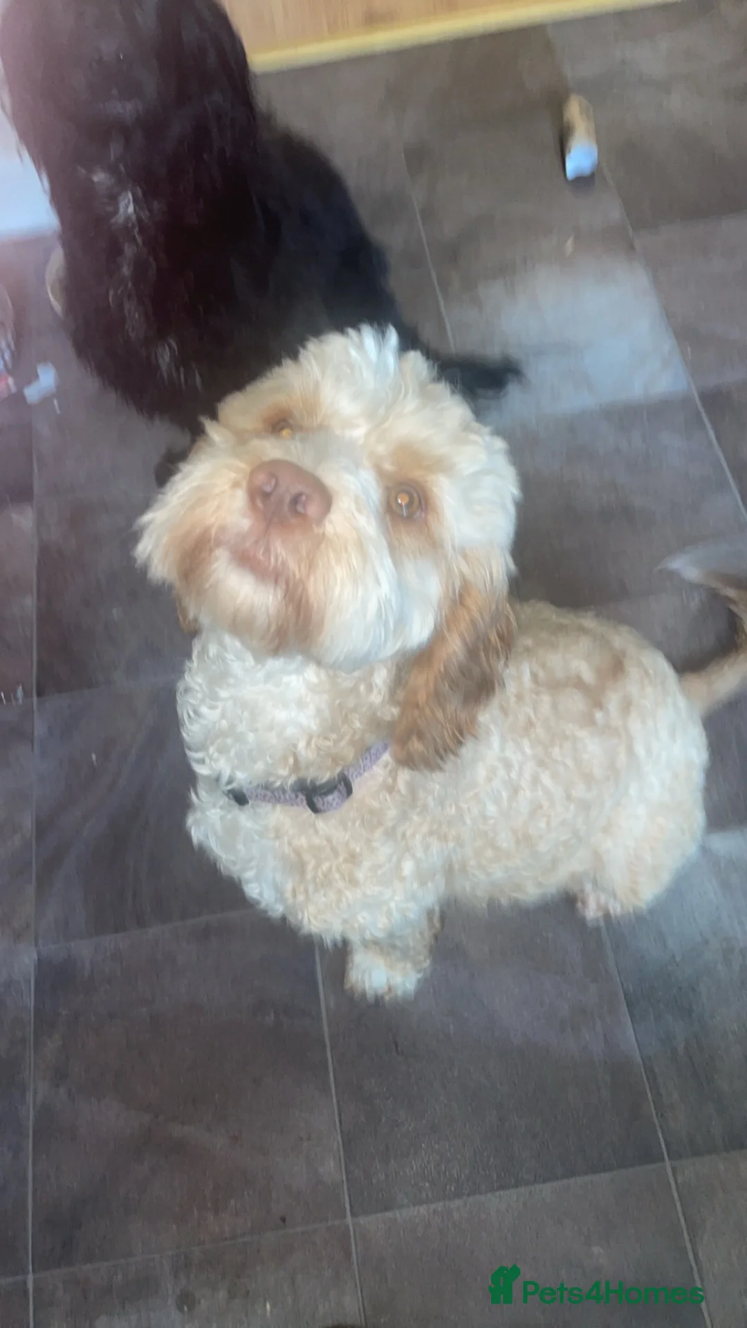 Cockapoo dogs for sale: Ophelia (Philly)  in Shildon - Advert 1