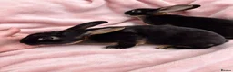 Rex rabbits for sale: Pair of mini rex babies - Advert 4
