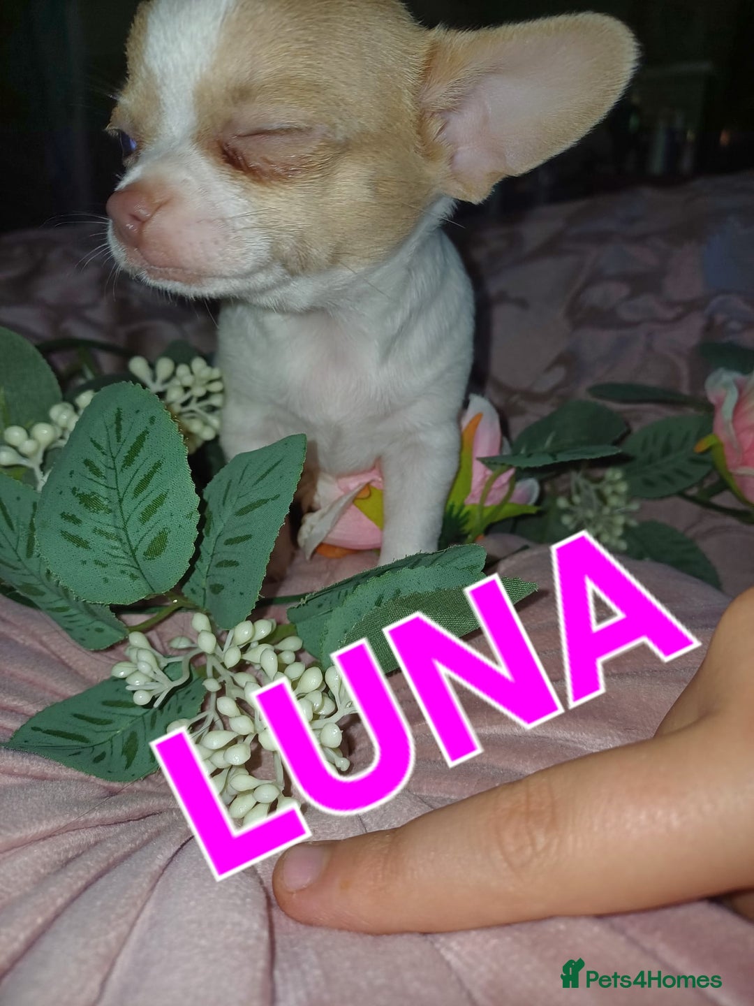 Chihuahua dogs for sale: Chihuahua pups stunning - Image 27