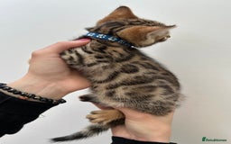 Bengal cats for sale: GORGEOUS PURE BENGAL KITTENS READY TO GO ❤️ - Image 21