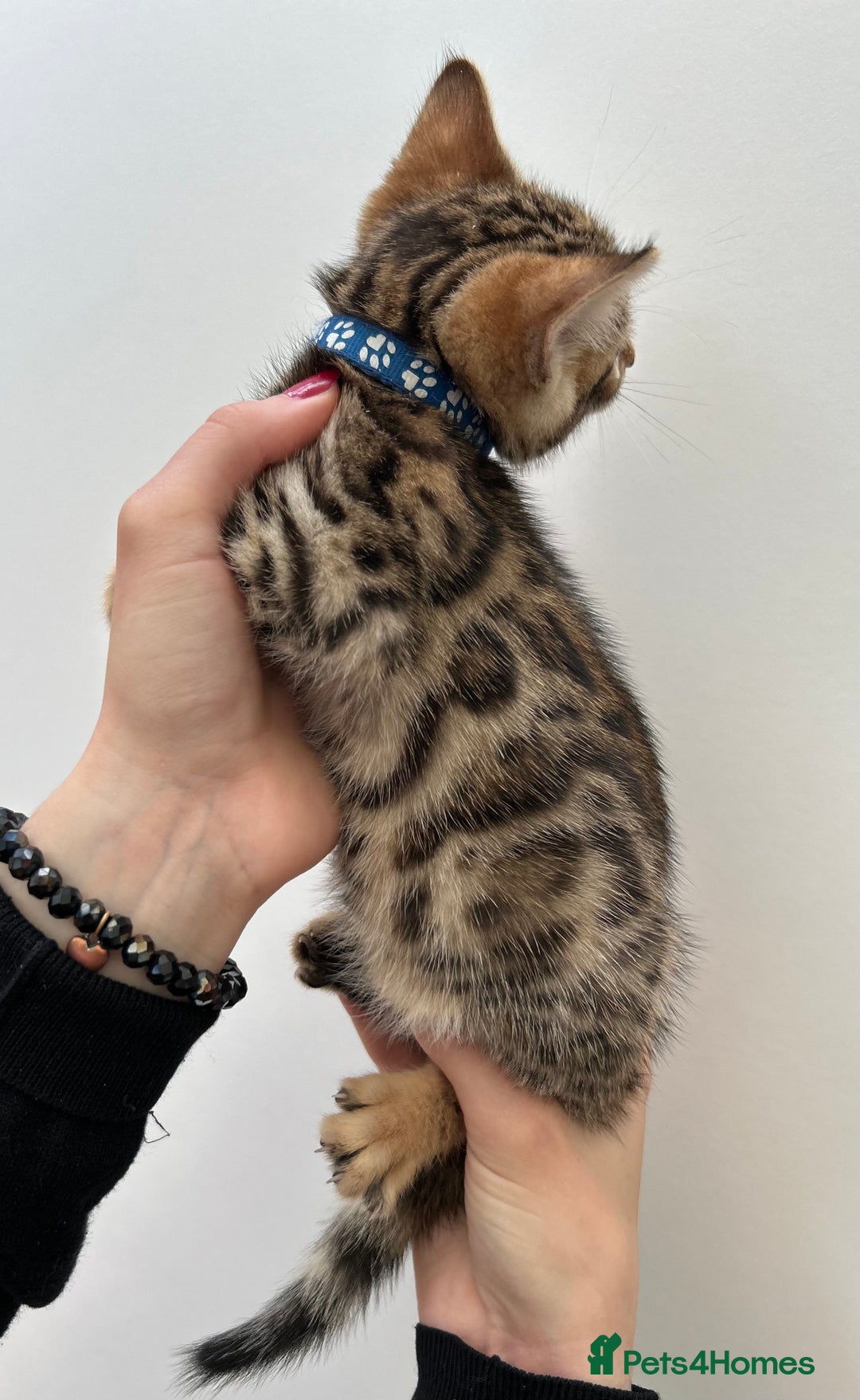 Bengal cats for sale: GORGEOUS PURE BENGAL KITTENS READY TO GO ❤️ - Image 21