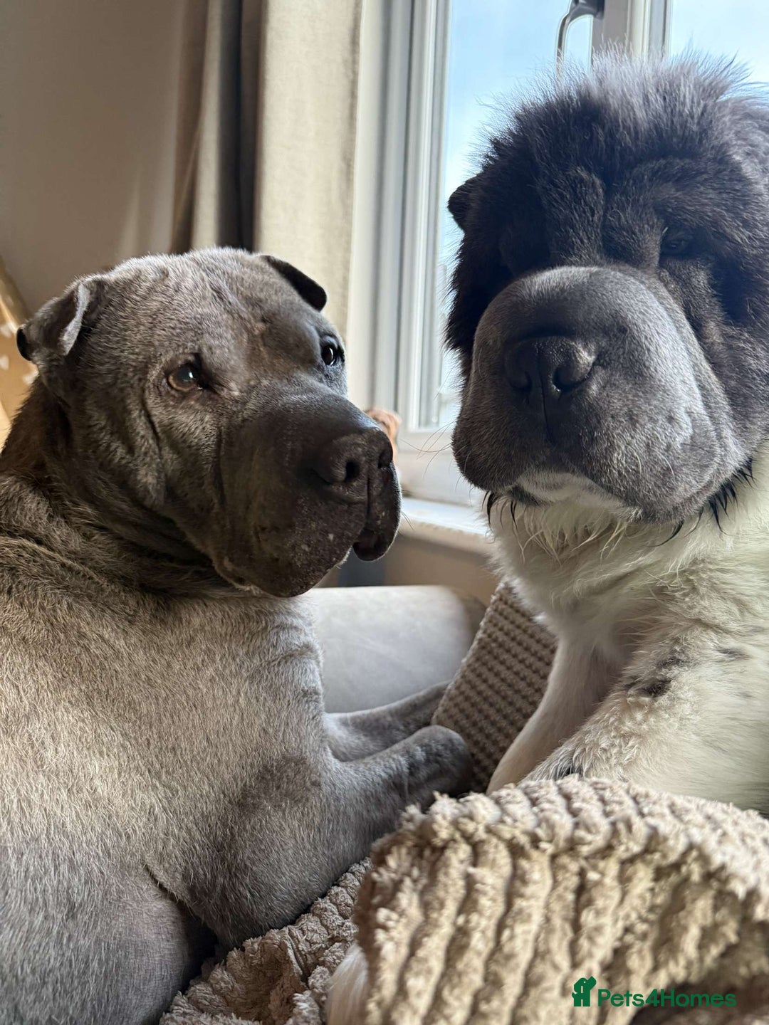 Shar Pei dogs for stud: Bear coat flowered Shar Pei STUD - Advert 6