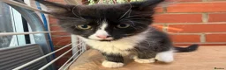 Korat cats for sale: Kittens for Sale – Price Negotiable 🐾 - Advert 10