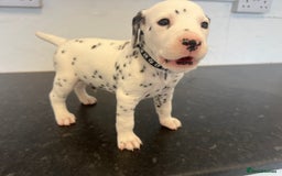 Dalmatian dogs for sale: 🐶 Stunning Dalmatian Puppies Ready 28th August 🐶 - Image 24
