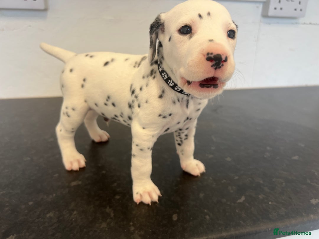 Dalmatian dogs for sale: 🐶 Stunning Dalmatian Puppies Ready 28th August 🐶 - Image 24