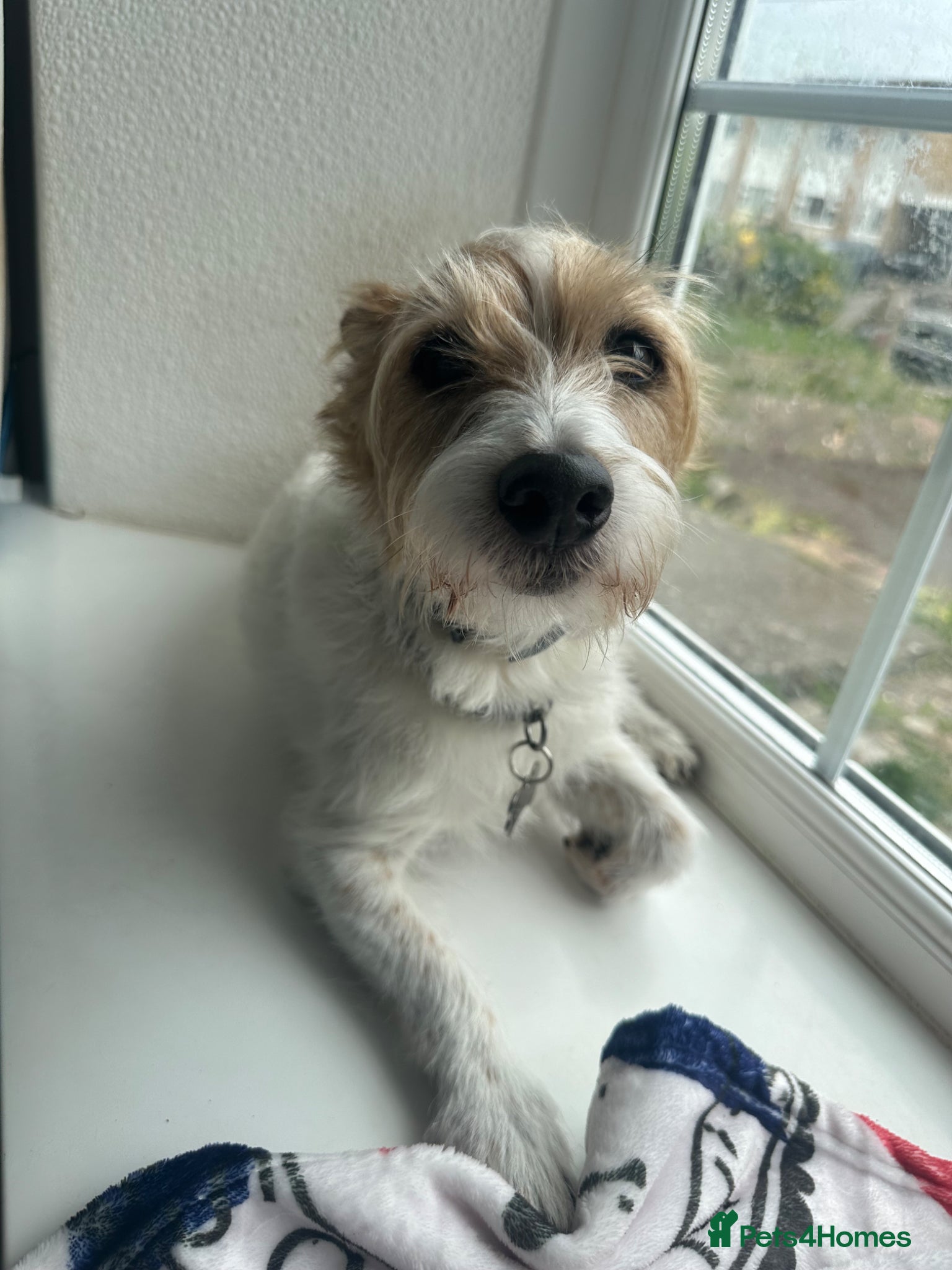 Jack Russell dogs Jack Russell - Advert 4