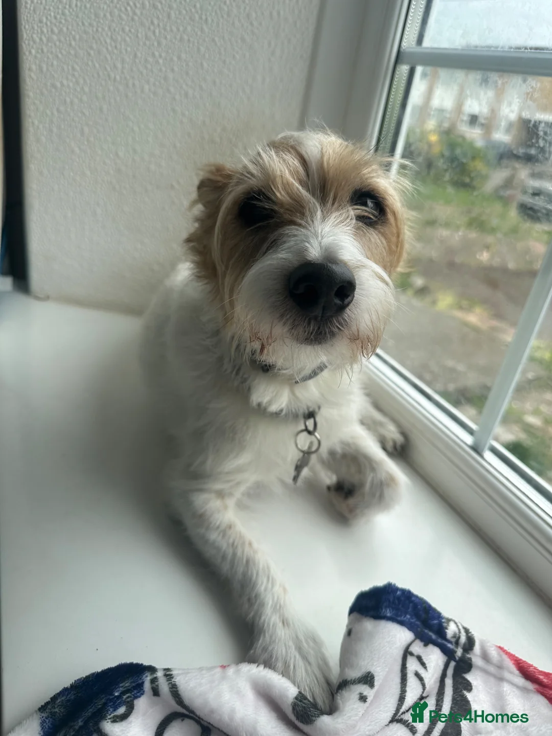 Jack Russell dogs for sale: Jack Russell - Advert 1