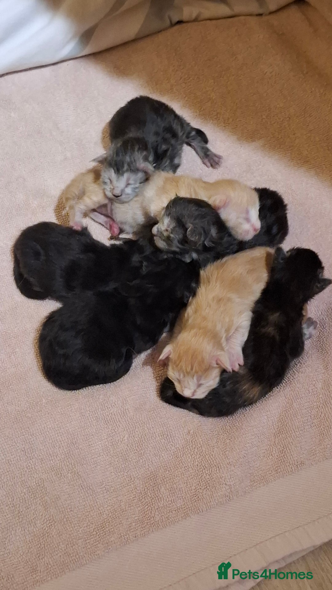 Maine Coon cats for stud: Black Maine Coon male for stud - Image 3